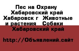 Пес на Охрану - Хабаровский край, Хабаровск г. Животные и растения » Собаки   . Хабаровский край